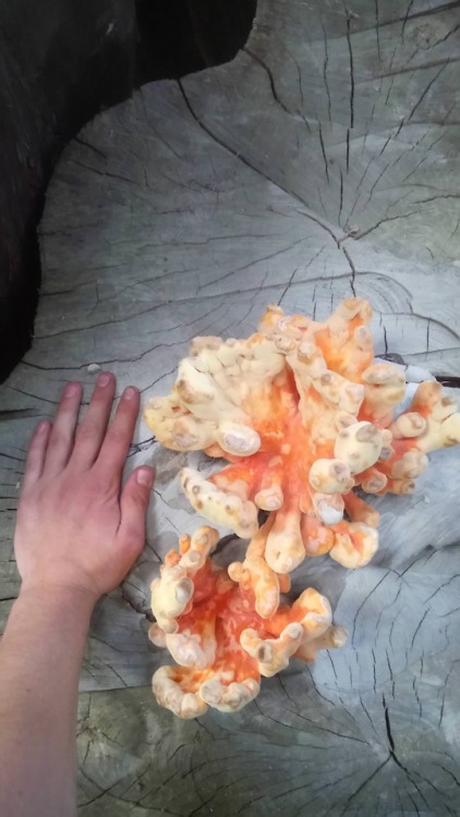 multifacetedmushrooms - [ID request] Found today in the...