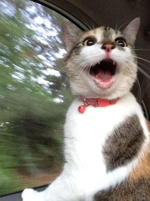 elkhoof - My cat’s first car ride