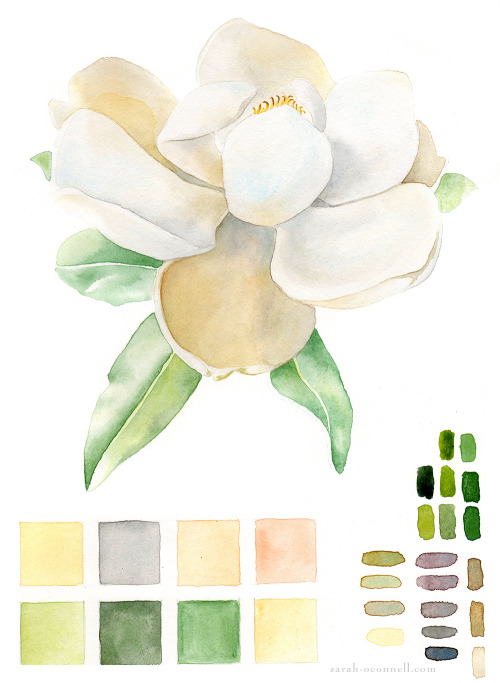sarah-oconnell - Magnolia study for my watercolor class.