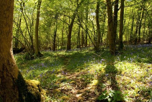 english-idylls - Warriners Wood, Cumbria.