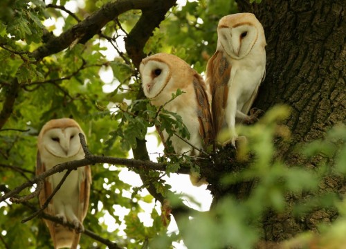 pagewoman - Barn Owls in an Oak tree, Suffolk, Englandby Mike...