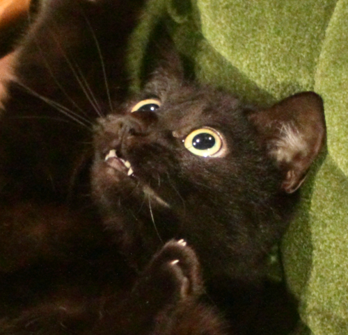 kinaco-cat - こども用ソファで猫じゃらししてたら、とんでもない瞬間が撮れてしまった。ポーズもすごいがアニメみたいな顔にな...