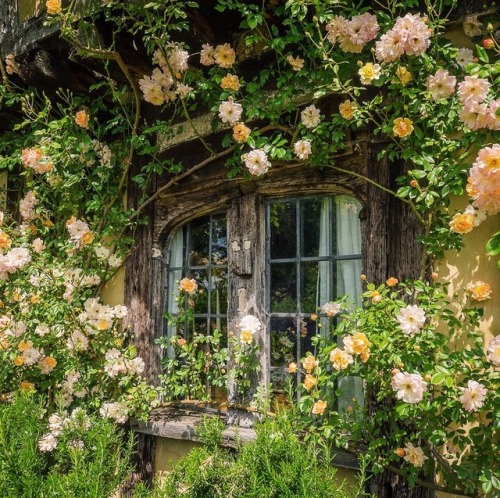 pemberlaey - Moodboard - in a secret gardenflowers peeped out...