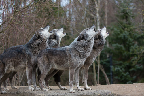 her-wolf:Howling Timberwolves byPeter Weimann