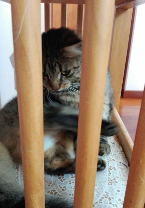 Bean is in whiny baby jail. Arrested for being too cute.