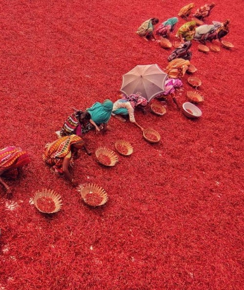 Chili harvest in Bangladesh