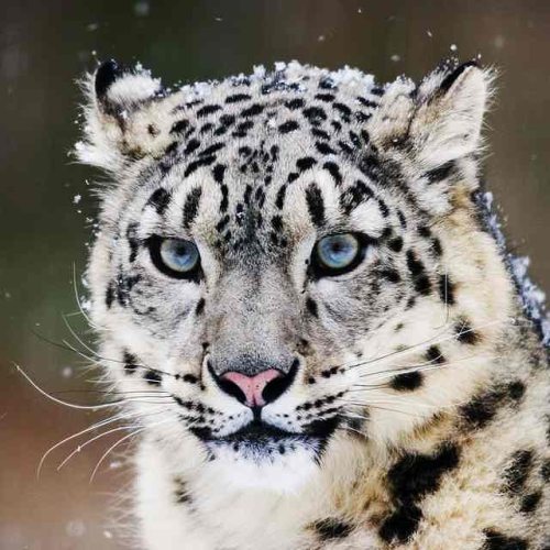 beautiful-wildlife - Snow Leopard by © Klaus Honal