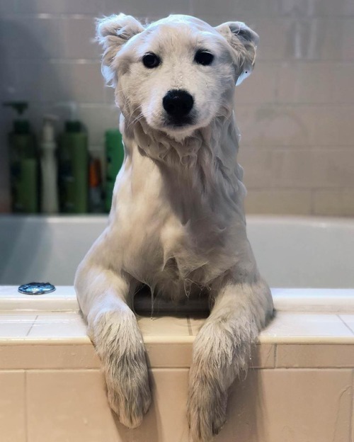 doggopupperforpres - At the time of washing he looks like a...