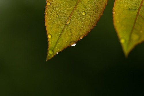 fotoblubb - raindrops