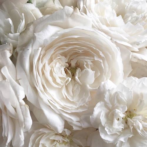 andantegrazioso - White flowers | lunabeaofficial