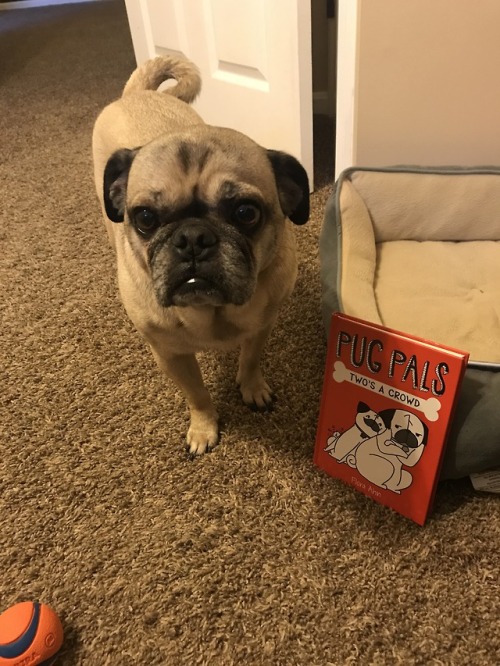 Indy loves supporting his fellow pugs! However, since he is...