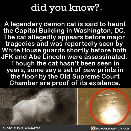 did-you-know - A legendary demon cat is said to haunt the...