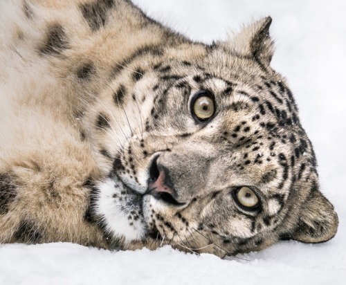 beautiful-wildlife:
“Playful Snow Leopard by © Abeselom Zerit
”