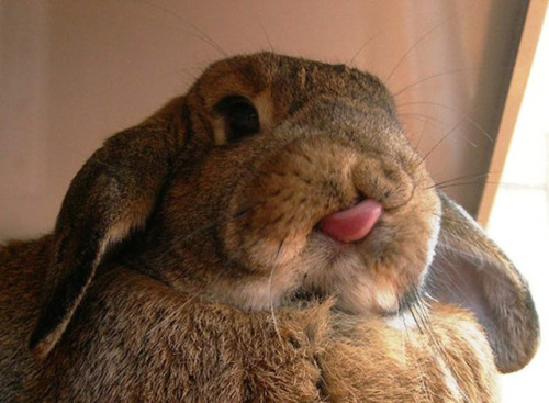 saccharineflood - adorable-bunnies - Bunny blep <3