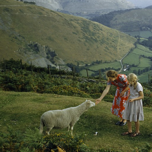 commovente - Women pet a shy sheep on a hillside overlooking a...
