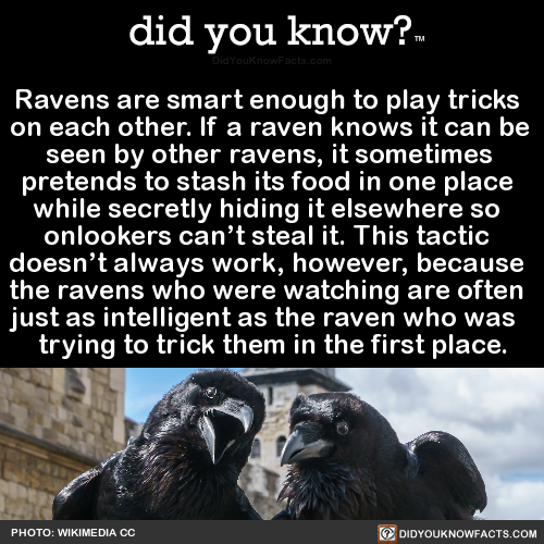 ravens-are-smart-enough-to-play-tricks-on-each