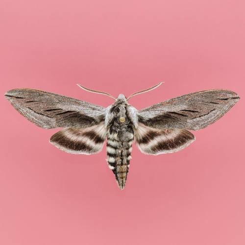 #365Insects 115: #Sphinx perelegans Edwards,...
