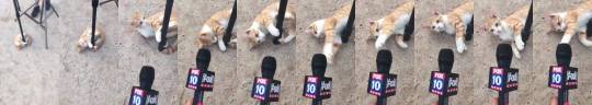 themoonsprincipessa:  catsbeaversandducks:  CAT EYE WITNESS NEWS   Buckeye local describes monsoon aftermath. By Marcy Jones Fox 10   I fuckin love this omg 😂😂 