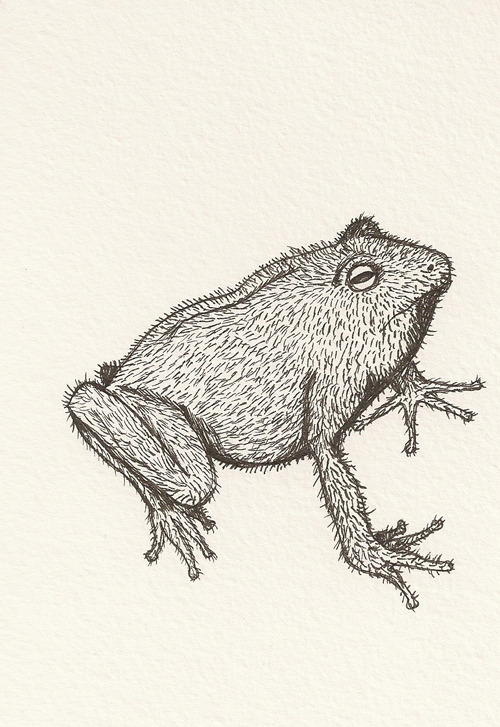 Hairy frog.