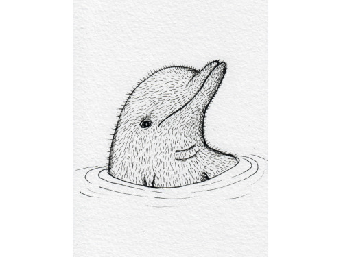 Hairy dolphin.