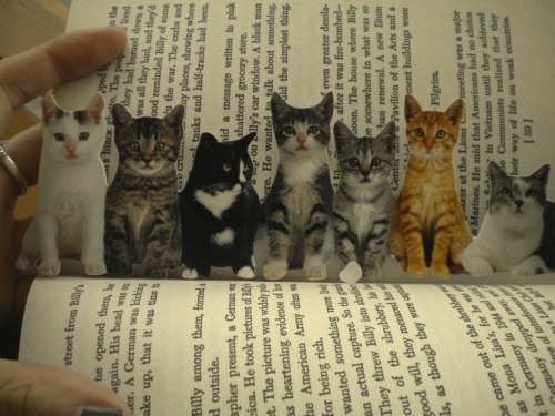 fuckyeahcats - My new kitten bookmark - )The description on the...