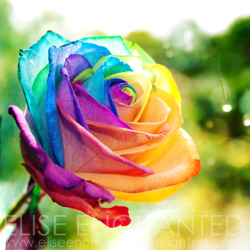 rainbow flower on Tumblr