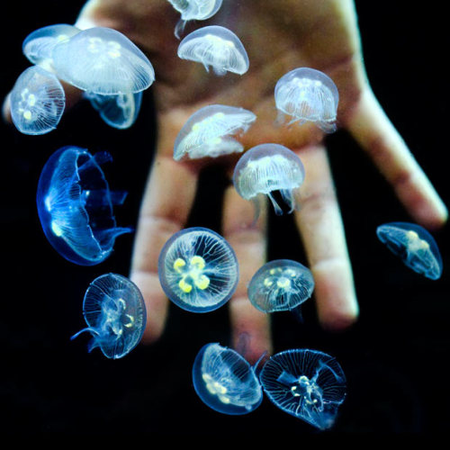 jonwithabullet - Hundreds of moon jellyfish babies have been...