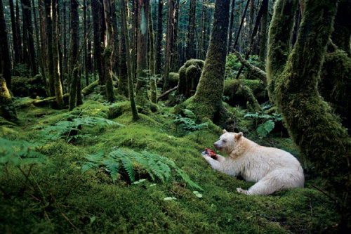 happycottage:vanjalen:In a moss-draped rain forest in British...