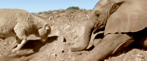 over10000notes - twinleaves - Themba, the baby elephant, lost...