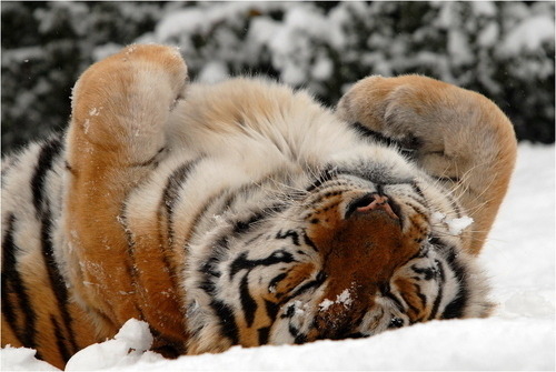 coolcatgroup - flirtinqwithdeath - what a big baby Tigers can be...