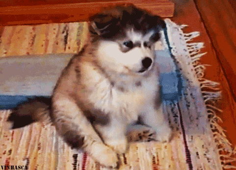puppy gif on Tumblr