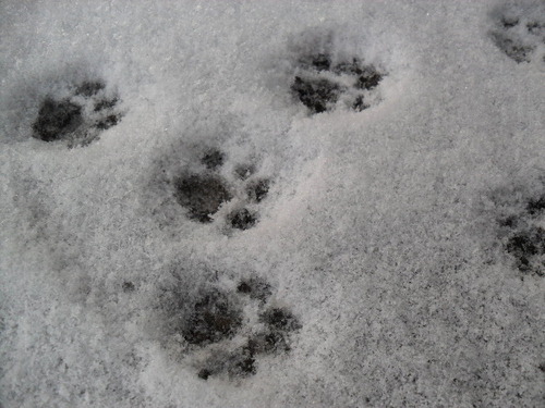 Paw Prints Of Fisher Cat