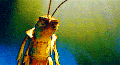 Résultats de recherche d'images pour « a bug's life bloopers gif »