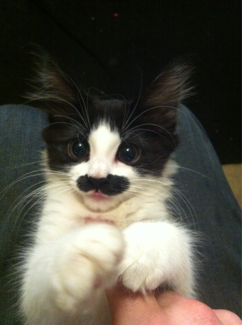 foolsgoldd - This is a cat. And it has a moustache.whats his...