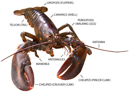Lobsters are gross, big bugs, insects. Antenna, exo skeleton,...