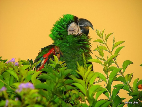 fat-birds - Ararinha by Ronie Leite on Flickr.