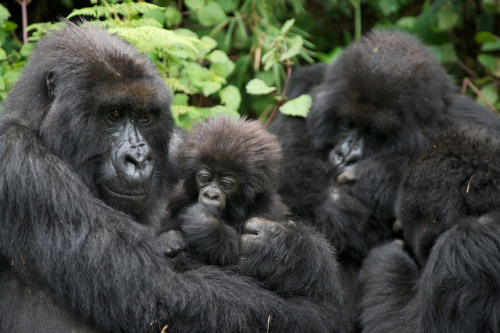 alphafemaleape - funkysafari - Virunga Gorilla Familyby Campbell...