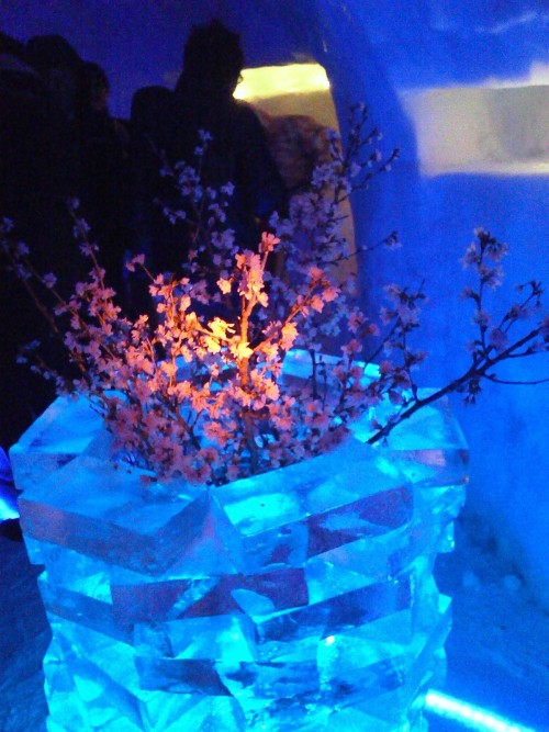 ICE BARに咲く桜。from 山形県月山志津温泉
