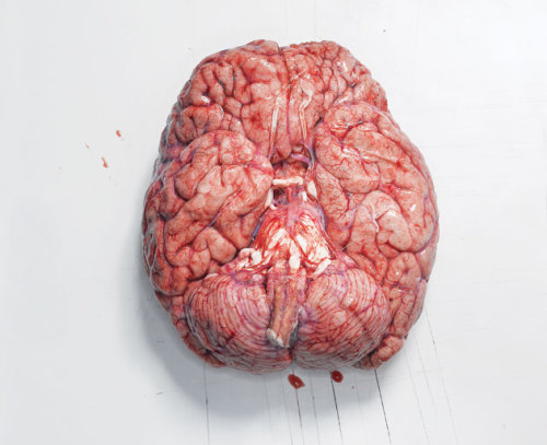shawnali - The first time I held a human brain in Anatomy Lab I...