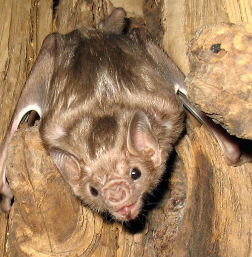 giraffeinatree - White-winged Vampire Bats are one of the only...