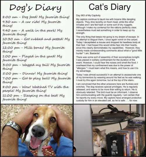 catsaretheenemy - The truth about our pets. Demand loyalty!...