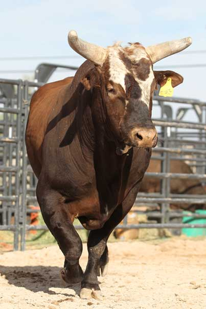 thebeautyofbulls - Bushwacker again! Lovely bull <3