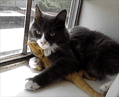 death-by-lulz:When confronted with a cuddly cat, the lizard...