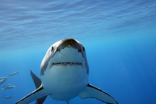 earthlynation:Great White Shark by G-na