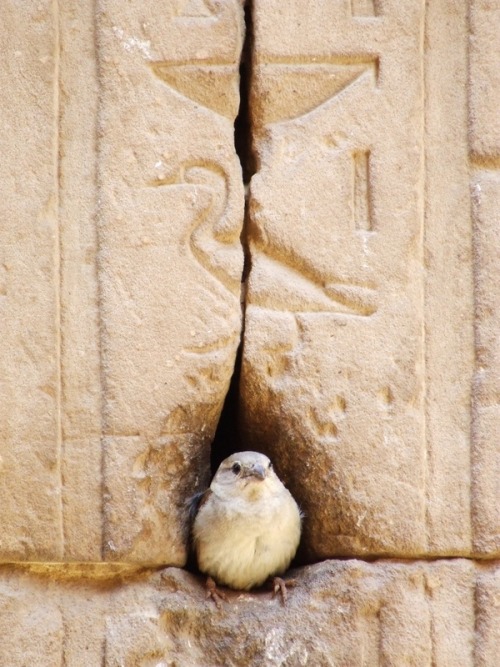 gokuma - boopsandswoops - lifelessordinary0 - Temple of Horus,...