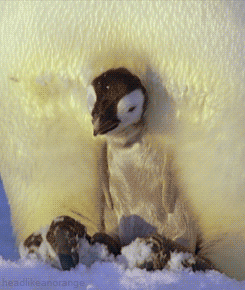 the-absolute-best-gifs - headlikeanorangeA penguin chick gets...