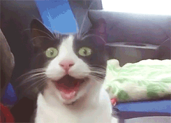 Looping GIF of a grey and white cat with its mouth wide open in a seemingly overjoyed expression.