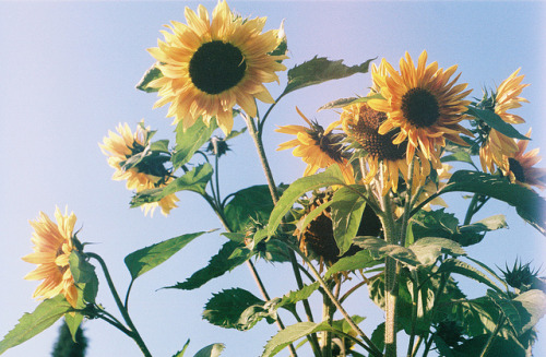 #sunflowerpassion