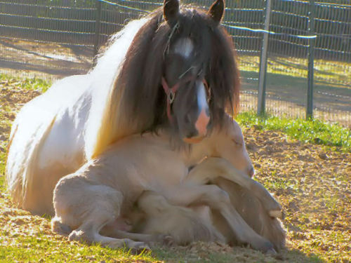 moosedeevita - newborn baby horse kisses