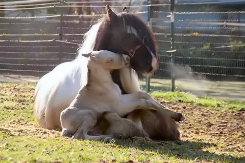 moosedeevita - newborn baby horse kisses